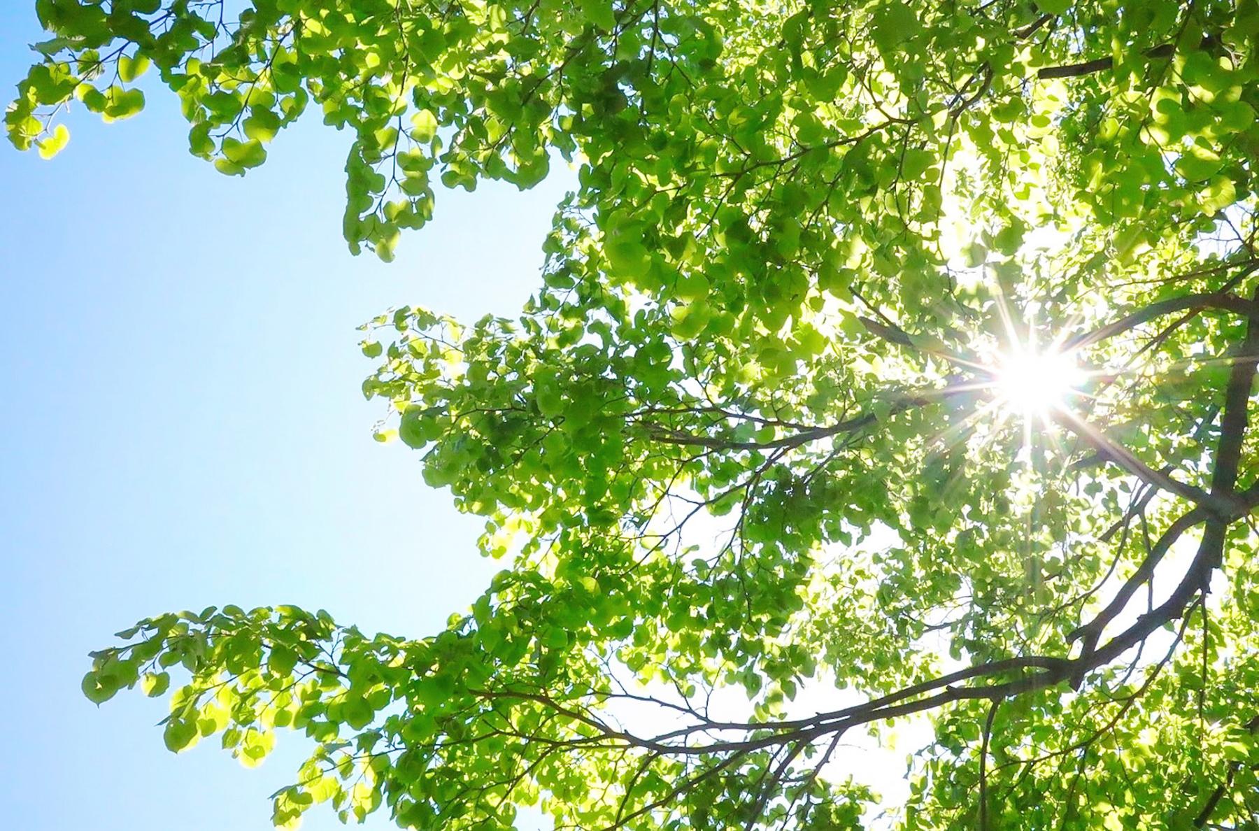 木の葉の隙間から差す太陽光