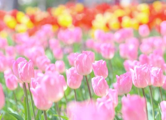 色とりどりのチューリップの花畑